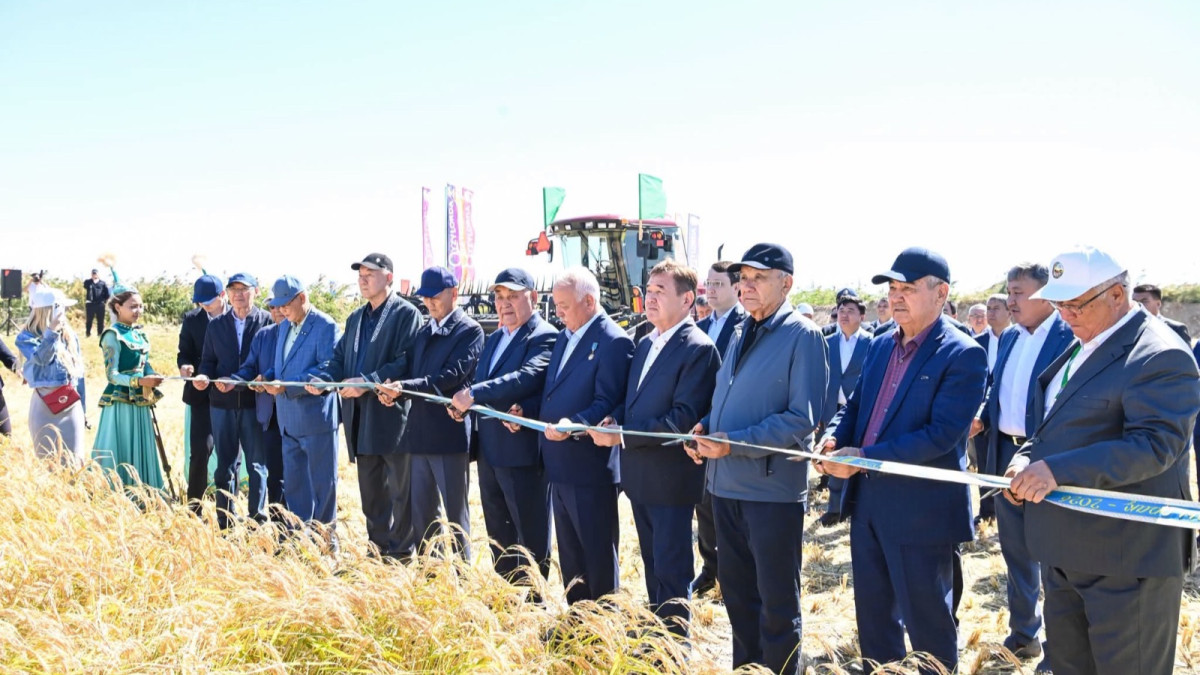«Дала күні – 2026»: Сыр өңірінде күрішке орақ түсті