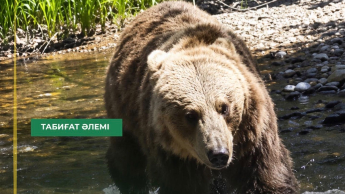 Марқакөл орманында қоңыр аю фототұзаққа түсіп қалды