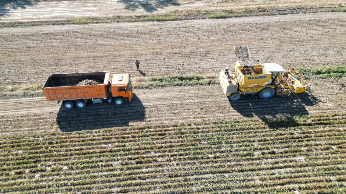 Жетісу облысында қант қызылшасын жинау басталды: биыл 585 мың тонна өнім күтілуде