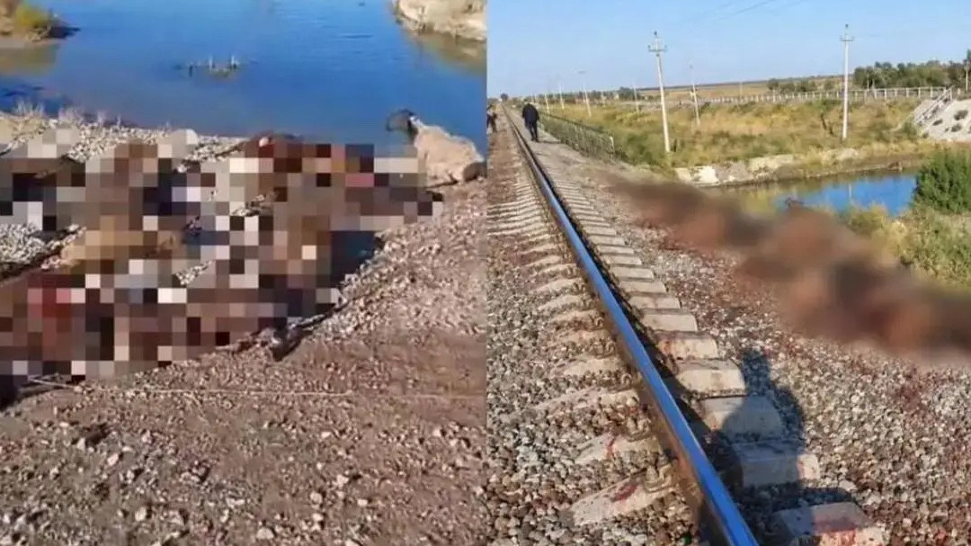 Жамбыл облысында жүк пойызы 70 қойды басып кетті