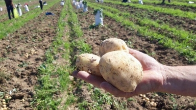 Cарыағаштық диқандары ерте пісетін картоп жинауда