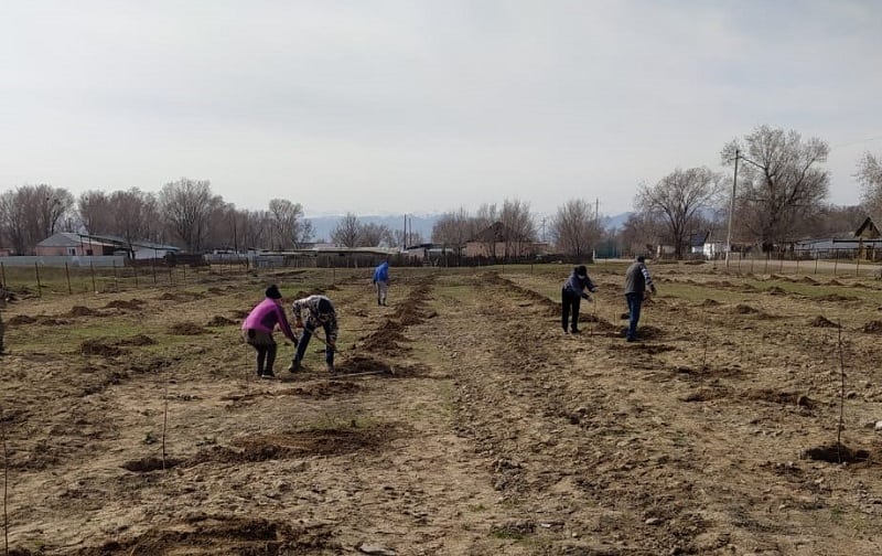 Сырттанов ауылында 800 түп алма ағашы отырғызылды