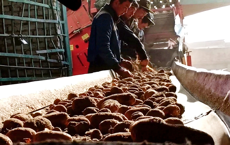 Райымбек ауданының шаруалары әр гектардан 215 центнерден картоп жинады