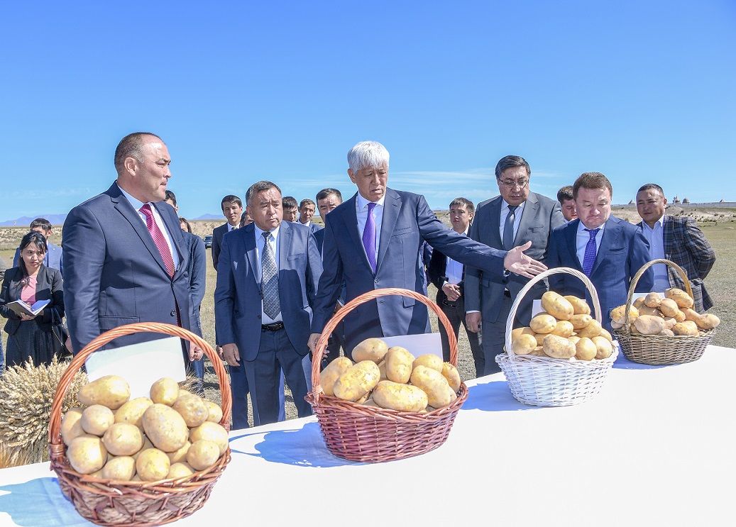 Алматы облысы: Голландиядан әкелген элиталы картоп 3 мың гектарға егілді