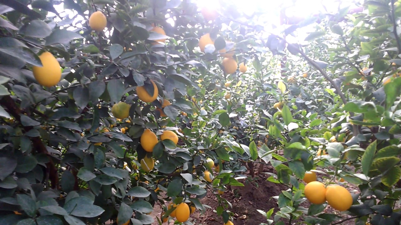 Сарыағаштағы жылыжайда 210 түп аналық лимон ағашы жайқалып тұр