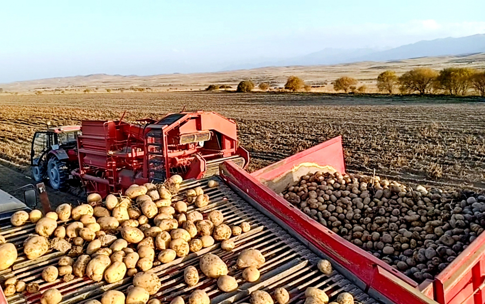 Райымбек ауданы әр гектарынан 500 центнерден картоп жинап, рекорд тіркеді