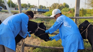 Мақтааралда кенеге қарсы залалсыздандыру жұмыстары жүріп жатыр