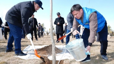 «Таза Қазақстан»: Түркістанда 5 мыңнан аса көшет егілді