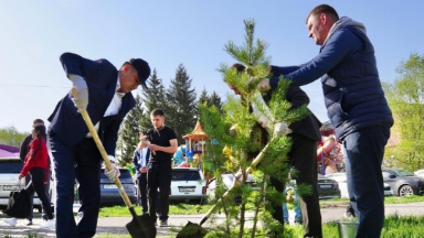 Óskemendegi Qazaqstan ortalyq kóshesine 38 túp qaraǵaı otyrǵyzyldy