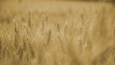 Ауыл шаруашылығы кәсіпорындары үшін онлайн-санақ мерзімі ұзартылды
