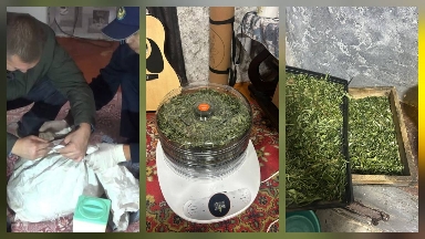 ШҚО-да марихуана өсірген күдікті ұсталды