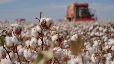 Agroónerkásiptegi ınovasıalar: tamshylatyp sýarý ne beredi?