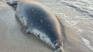 Каспий жағалауынан жүзден астам өлі итбалық табылды