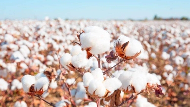 Триллион теңге мен жаңа технологиялар Қазақстанда мақта өнімін арттырды