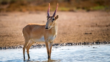 Сайғақ еті қазақстандық супермаркеттерде сатылуы мүмкін