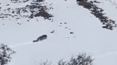 جامبىل وبلىسىندا وتە سيرەك كورىنەتىن اڭ ۆيدەوعا ءتۇسىپ قالدى