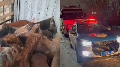 Қарағанды облысында ұрланған 27 жылқы табылды