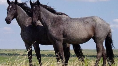 Қарағандыда шаруа бірнеше жылқыны атып тастады: облыс әкімі пікір білдірді