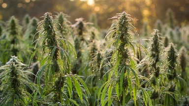 Қазақстанда өнеркәсіптік қарасораны қайта өңдеуге жол ашылды