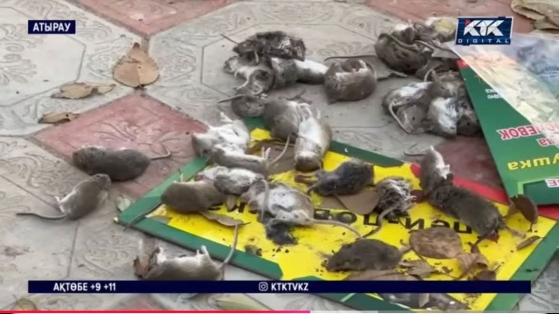 Атырау облысында тышқан қаптап,мектептер мен балабақшалар жабылуына себеп болды