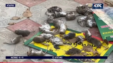 Атырау облысында тышқан қаптап, мектептер мен балабақшалар жабылуына себеп болды