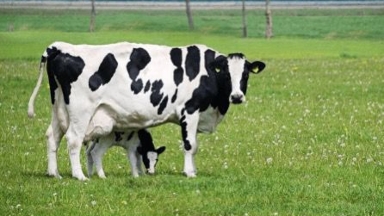 Атырау облысында малдар белгісіз індеттен қырылып жатыр