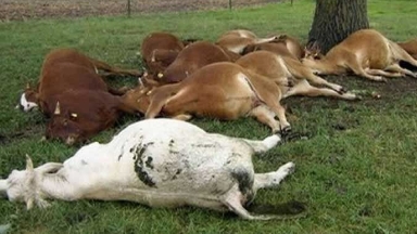 Атырау облысында малдар белгісіз індеттен қырылып жатыр