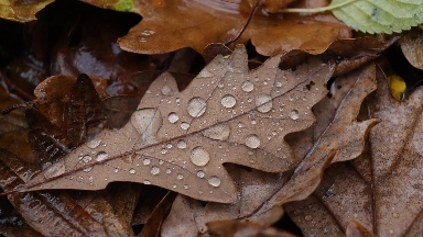 "Жаңбыр, көктайғақ": бүгін ауа райы қандай болады?
