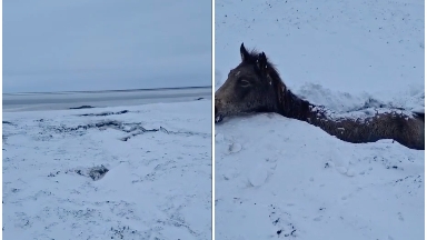 БҚО-да боран кезінде бір табын жылқы қырылды