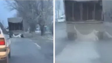 Таразда ветеринарлық инспектор итті көлікке асып сүйреген