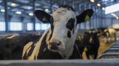 ШҚО-да 1075 басқа арналған жаңа сүт-тауарлы ферма ашылды