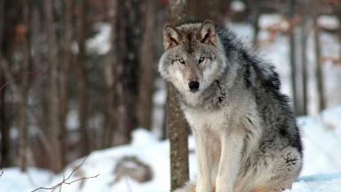 Қазақстанда қасқыр мен шибөріні атуға рұқсат берілмек