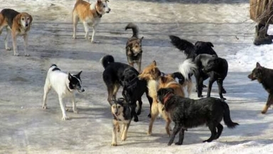 قوسشىدا قاڭعىباس يتتەر جۇرتتىڭ مازاسىن الدى