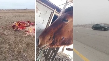 Екі жылқы атылып сойылды: Алматы облысында қылмыстық іс қозғалды