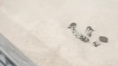 Magnum-дағы былық: күріш салынған контейнерден мысықтың нәжісі байқалды