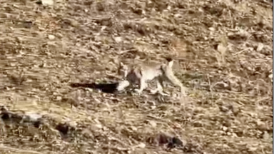 Kólsaıda sırek kezdesetin janýar vıdeoǵa túsip qaldy