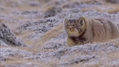 Шарында қуыстарда өмір сүретін аса құпия жыртқыштар видеоға түсіп қалды