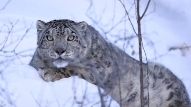Марал аулаған қар барысы лезде желіні жаулады: мамандар көпшілік ережені сақтамағанын айтты