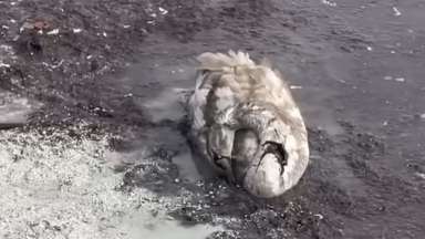 Ақтауда аққулардың өлексесі табылғаннан кейін су сынамасы тексерілді