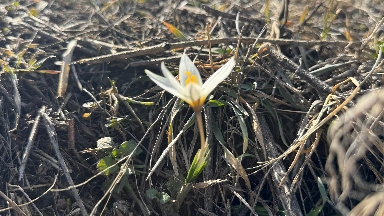 Алматы қорығы аумағында Қызыл кітаптағы бәйшешектер гүлдеді