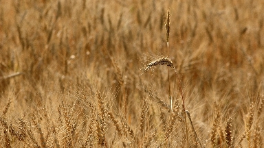 Көктемгі егіске 200 млрд теңге бөлінді