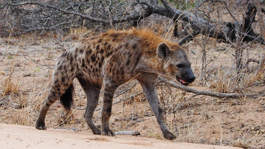 Қызыл кітаптағы гиеналар Қарағанды зообағында пайда болды