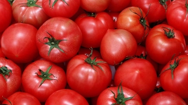 Ресейден әкелінген қызанақтан зиян вирус табылды