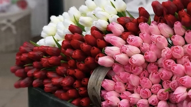 Қазақстан гүлдерді қай елдерден импорттайды — статистика