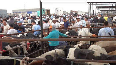 Түркістанда мал ұстау тәртібін бұзғандар жауапқа тартылды