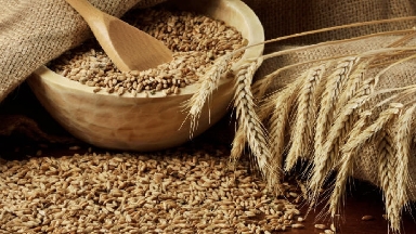 Рекорд көрсеткіш: Қазақстан астық экспортын 12,7%-ға арттырды