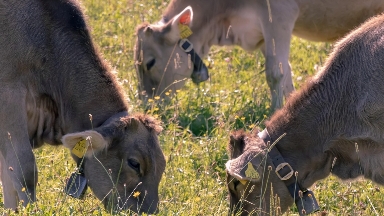 Бозымбаев Ресейдегі мал ауруларының Қазақстанға қаупі бар-жоғын айтты
