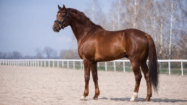 “Patron” stereotıpti buzdy: Qostanaı jylqysy alǵash ret respýblıkalyq deńgeıde júldege ilikti