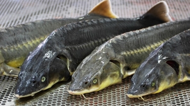 Атырауда бекіре уылдырығын заңсыз сатып алу жоспары тоқтатылды