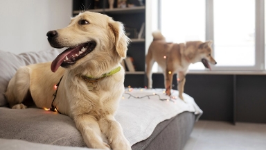 Қазақстанда ит асырайтындарға салық салына ма — Біржанов жауап берді